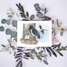 A fine art Black Stork Print of a stork on a branch with eucalyptus leaves.