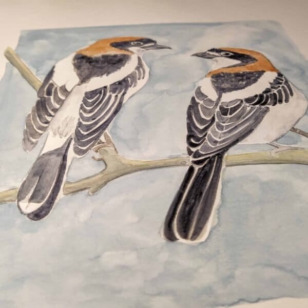 A watercolor painting of two birds perched on a branch, available as a Woodchat Shrike Print from the Portugal Shop.