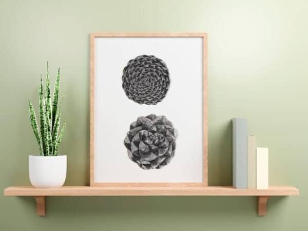 A Pine cone print framed in black and white on a shelf next to a plant.