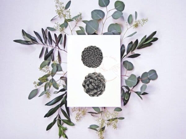 Pine cones and eucalyptus leaves on a white background.