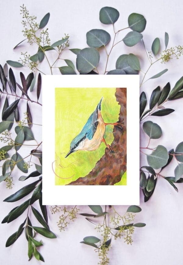A painting of a blue nuthatch on a branch with eucalyptus leaves.