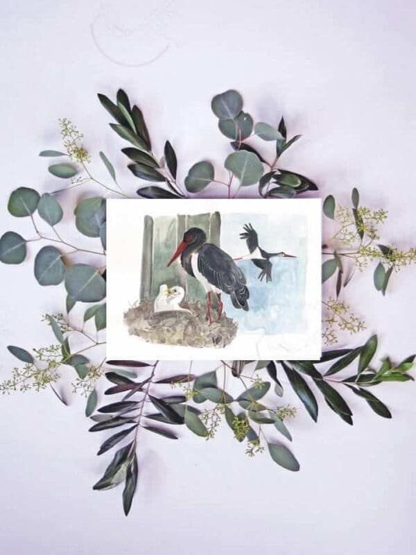 A fine art Black Stork Print of a stork on a branch with eucalyptus leaves.