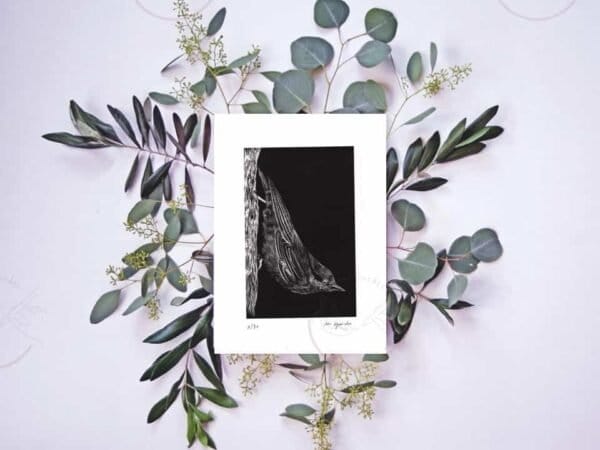 A stunning black and white Wood Nuthatch Print capturing the elegance of a tree adorned with eucalyptus leaves.