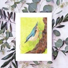 A painting of a blue nuthatch on a branch with eucalyptus leaves.
