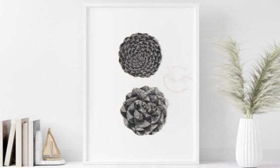 A black and white framed pine cone print.