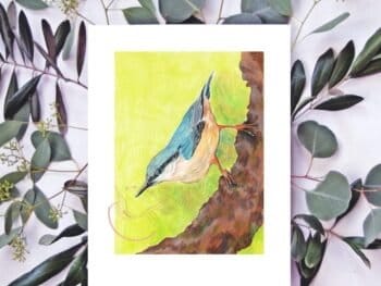 A painting of a blue nuthatch on a branch with eucalyptus leaves.